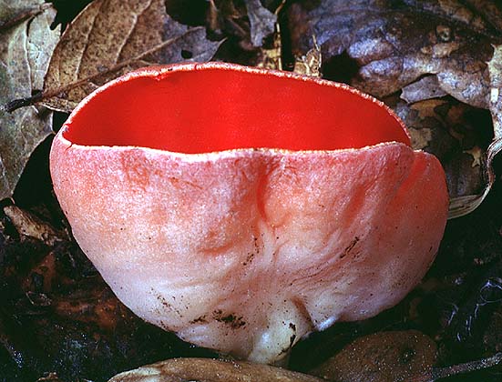 Sarcoscypha coccinea